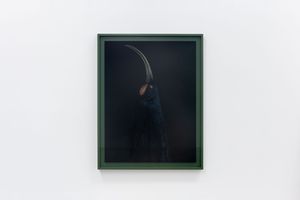 Fiona Pardington