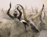 Dinka Man Imitating Horns South Sudan 2006 by Carol Beckwith  Angela Fisher contemporary artwork print