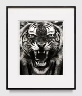 Study of Roaring Tiger by Robert Longo contemporary artwork drawing works on paper