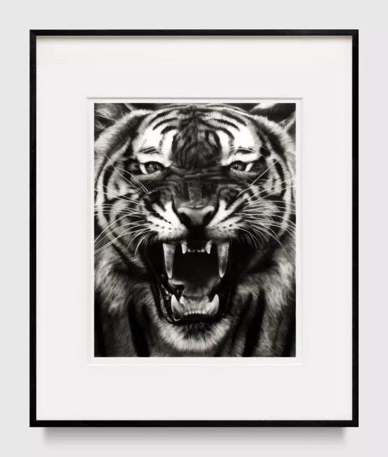 Study of Roaring Tiger by Robert Longo contemporary artwork Works on Paper
