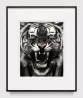 Study of Roaring Tiger by Robert Longo contemporary artwork Works on Paper