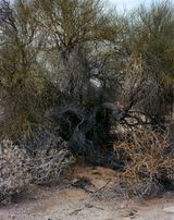 Burrow by Joyce Campbell contemporary artwork photography