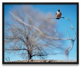 N561 Janvier Fevrier 2008 by Jean-Luc Mylayne contemporary artwork photography print