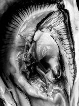 Hermaphrodite 1 by Pola Sieverding contemporary artwork works on paper