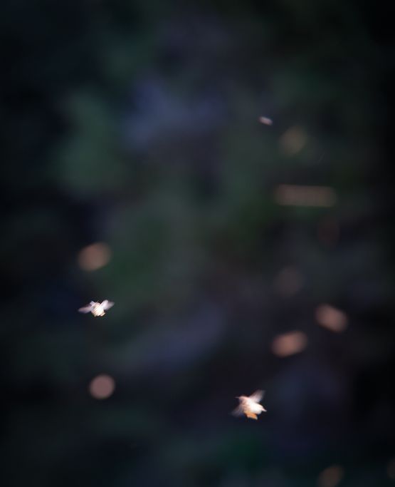 Song Sting Swarm 9 by Anne Noble contemporary artwork Photography