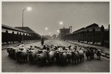 Sheep Going to Slaughter Early Morning Near the Caledonian Road London by Don Mccullin contemporary artwork photography
