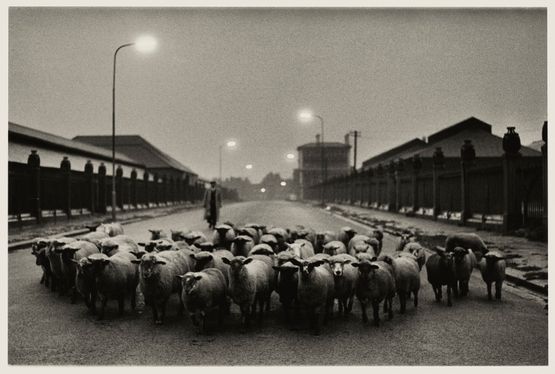 Sheep Going to Slaughter Early Morning Near the Caledonian Road London by Don Mccullin contemporary artwork Photography
