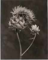 Cynara II by Walter Schels contemporary artwork photography