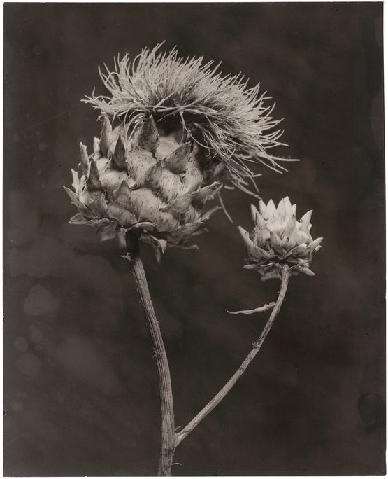 Cynara II by Walter Schels contemporary artwork Photography