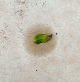 Untitled from the series umido by Cao Guimaraes contemporary artwork photography