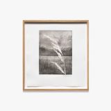 Poaceae III by Tue Greenfort contemporary artwork print