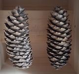 Las flours digl got by Mirko Baselgia contemporary artwork installation
