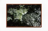 Fog Dog Shy Crowns by Daniel Steegmann Mangrane contemporary artwork photography