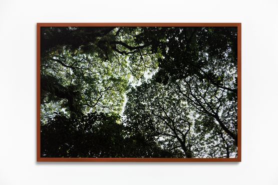 Fog Dog Shy Crowns by Daniel Steegmann Mangrane contemporary artwork Photography