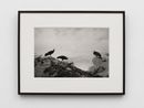 California Condor by Hiroshi Sugimoto contemporary artwork Photography