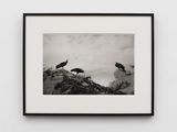 California Condor by Hiroshi Sugimoto contemporary artwork photography