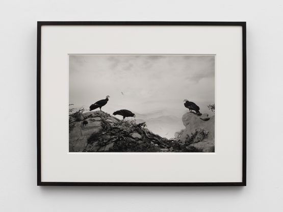 California Condor by Hiroshi Sugimoto contemporary artwork Photography