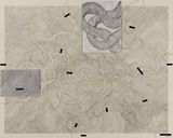 prop 7 alpha proukn by Nolan Oswald Dennis contemporary artwork mixed media