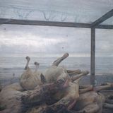 Carcasses de chevres by Denis Dailleux contemporary artwork photography