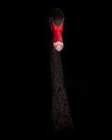 Day for night  Swan Western Springs by Greta Anderson contemporary artwork photography