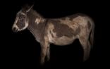 Day for night Donkey by Greta Anderson contemporary artwork Print
