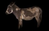 Day for night Donkey by Greta Anderson contemporary artwork print