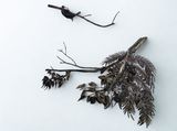Untitled by Sakshi Gupta contemporary artwork sculpture