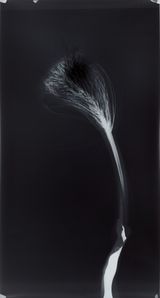 Untitled from Clearing by Simryn Gill contemporary artwork photography
