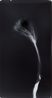 Untitled from Clearing by Simryn Gill contemporary artwork Photography