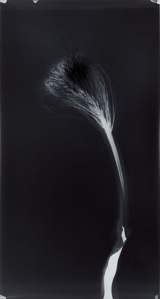 Untitled from Clearing by Simryn Gill contemporary artwork Photography