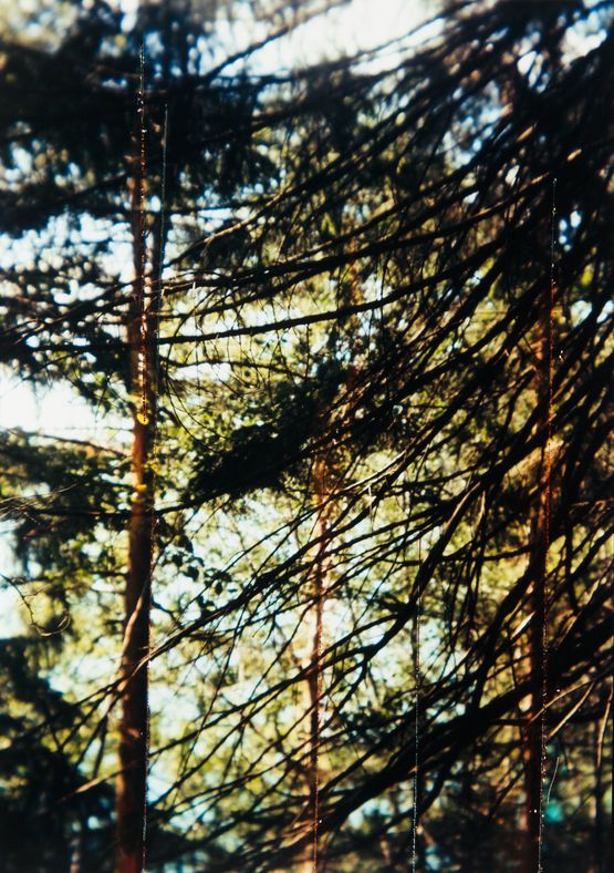 Waldsee by Frank Madler contemporary artwork Photography