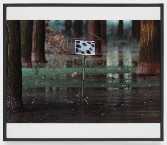 Der Jaguar kann niemals Seine Flecke verlieren The jaguar can never lose its spots by Lothar Baumgarten contemporary artwork Photography