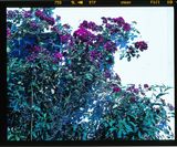 Nakameguro Tokyo by Chikashi Suzuki contemporary artwork photography