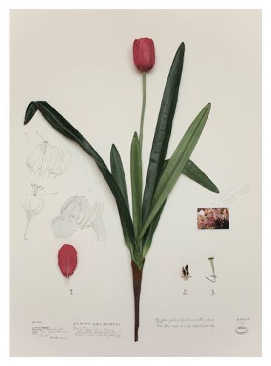 Herbal plants artificiales elephant lotus by Alberto Baraya contemporary artwork Painting