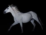 Day for night White Horse by Greta Anderson contemporary artwork print