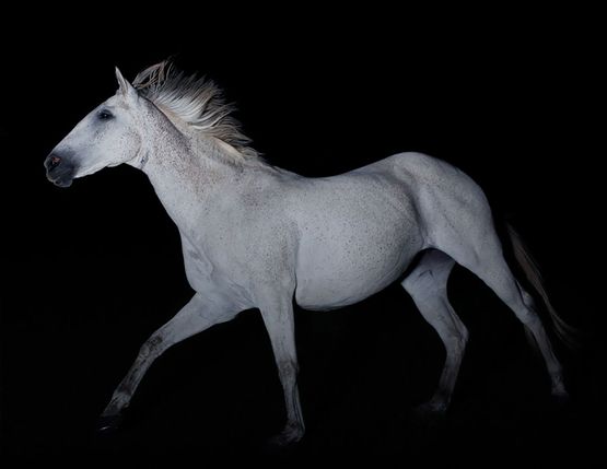 Day for night White Horse by Greta Anderson contemporary artwork Print