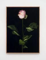Venetian Rose XIII by Eric Baudelaire contemporary artwork photography print