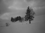 Schwarzwald by Barbara Klemm contemporary artwork photography