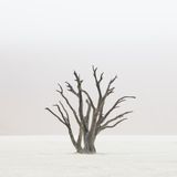 Benguela by Tom D. Jones contemporary artwork print