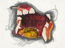 Teeth Drawing 1 by Kiki Smith contemporary artwork Works on Paper