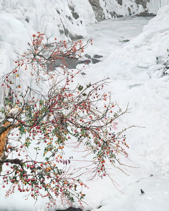 The Experimental Trees of Pharmacists by Won Seoung Won contemporary artwork Photography