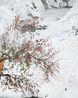 The Experimental Trees of Pharmacists by Won Seoung Won contemporary artwork Photography