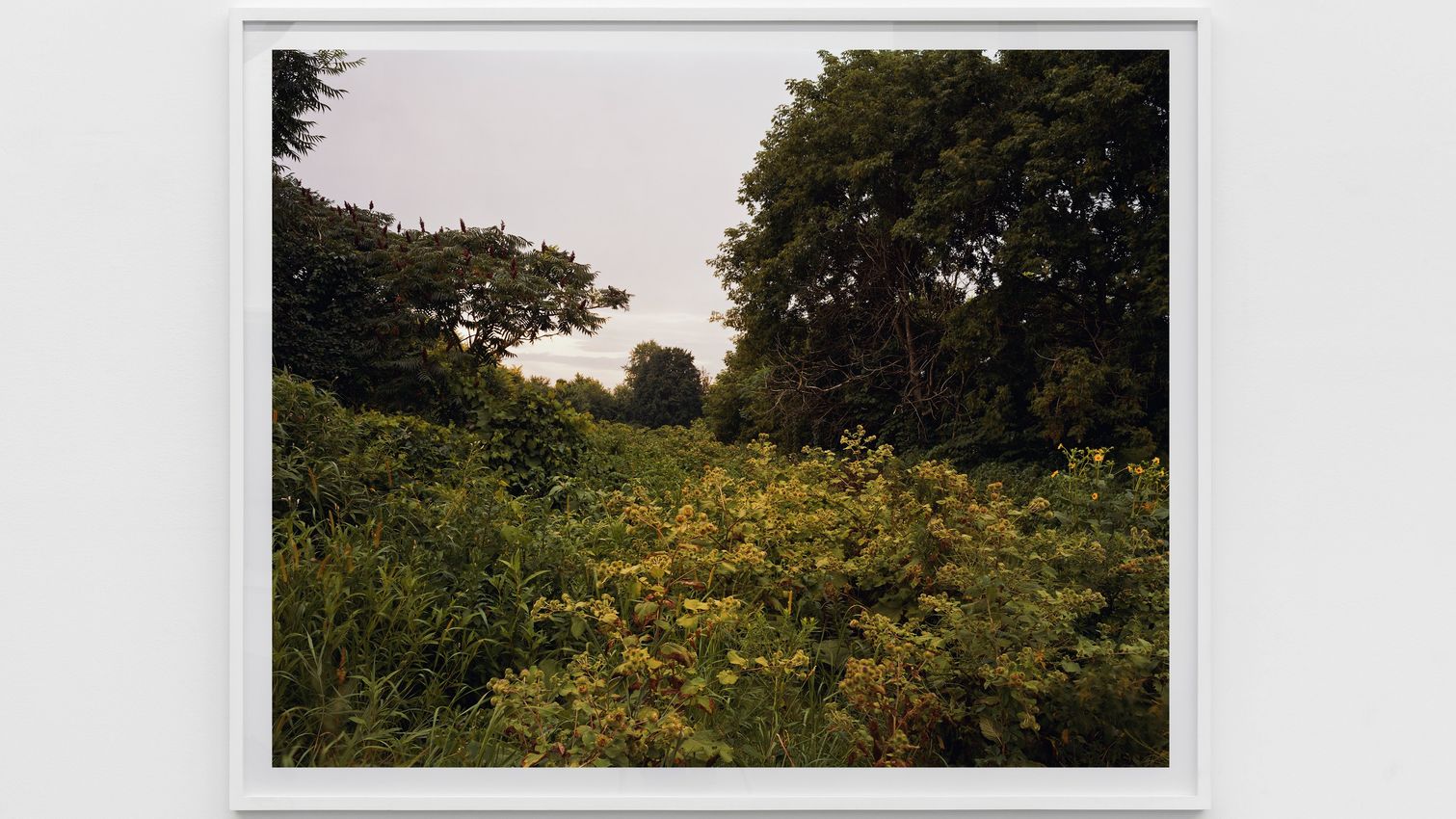 Joel Sternfeld's Art For Sale, Exhibitions & Biography | Ocula Artist