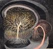 Radiating Growth by Ann Leda Shapiro contemporary artwork Works on Paper
