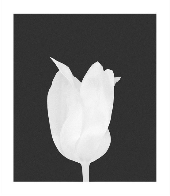 Untitled 049 from the series The Earth Is Like a Child That Knows Poems by Heart by Gilbert Hage contemporary artwork Photography