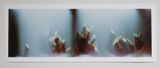Bruissement 3 by Anne Noble contemporary artwork photography