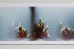 Anne Noble