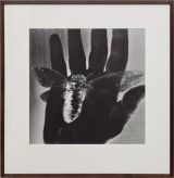 Untitled Cicada by Iraida Icaza contemporary artwork photography