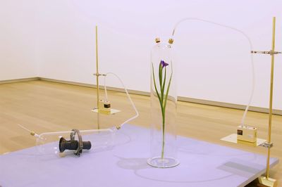 Dane Mitchell Iris Iris Iris