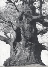 Drawing of Old Trees during wintry days 2007-2014 by Patrick Van Caeckenbergh contemporary artwork works on paper